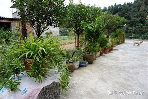 家门前种什么植物最好|俗话说，“门前种好树，子孙一直富”！6棵吉利树，种着好处多